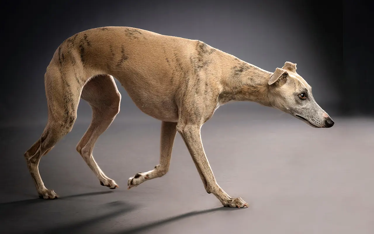 Photo animalière au studio de Fontainebleau