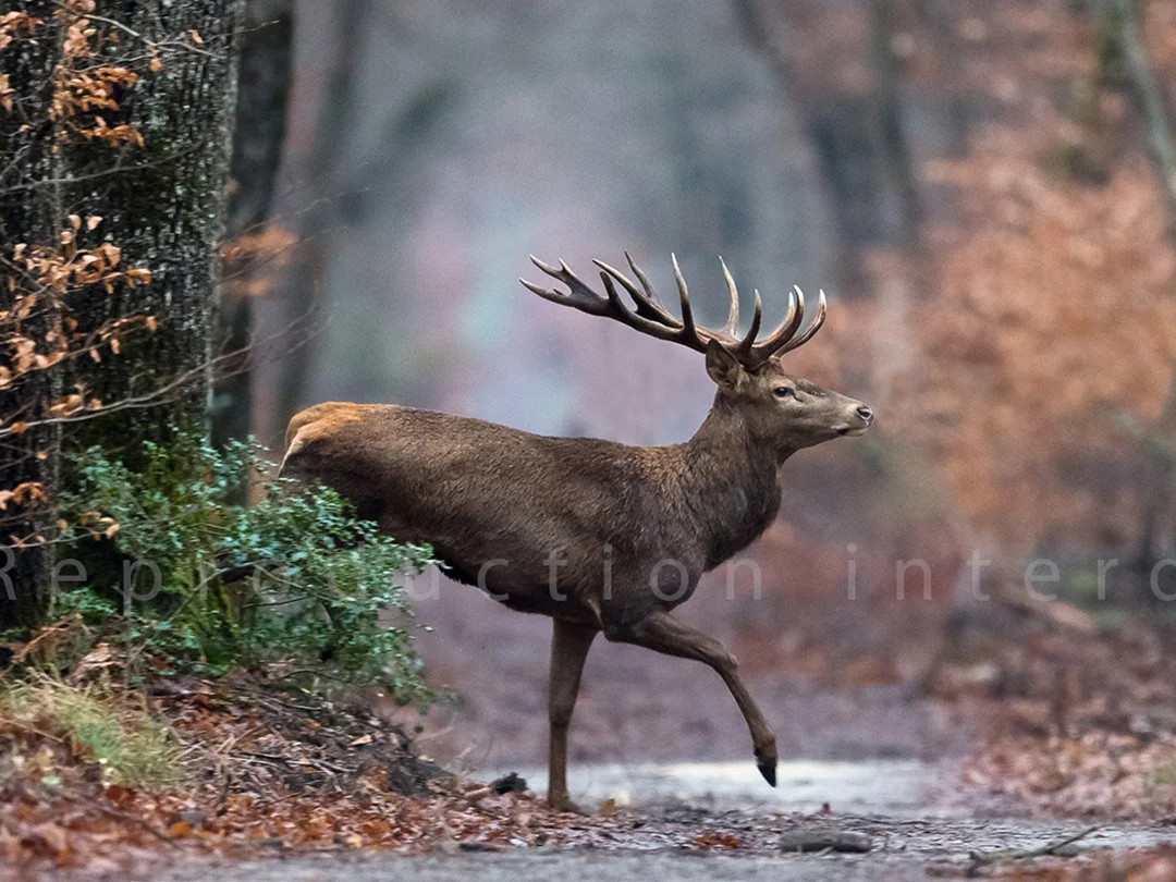 Cerf à l'aube dans la forêt de Fontainebleau par Valdet Galica