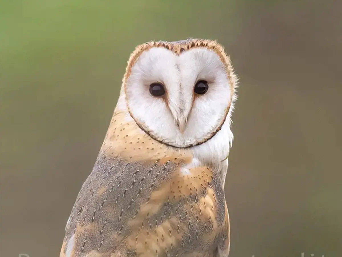 Oiseaux