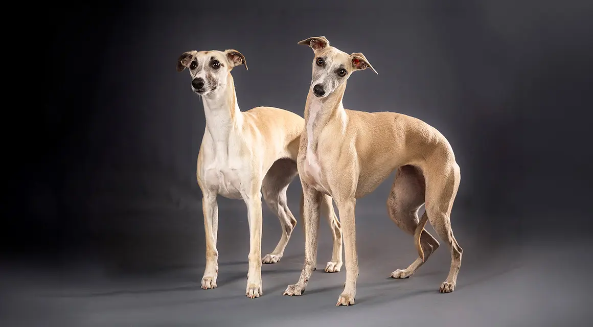 Photo animalière chien, chat et cheval, studio Photo-Bellifontaine