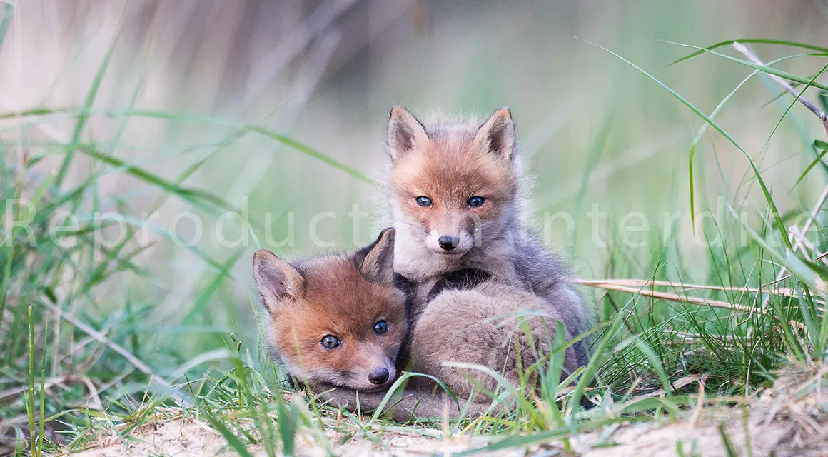 Faune sauvage de la forêt de Fontainebleau, Valdet Galica