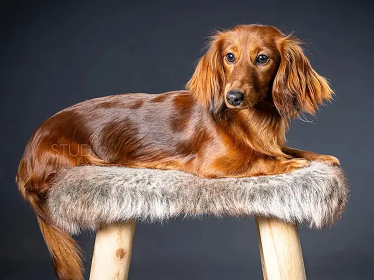 Portrait d'animal de compagnie au studio de Fontainebleau